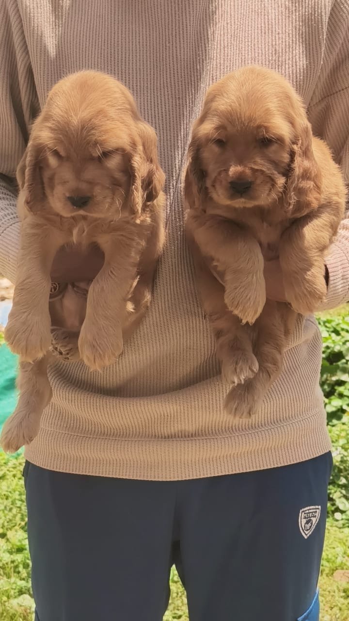Buy Male Beagle Puppy from Kolkata